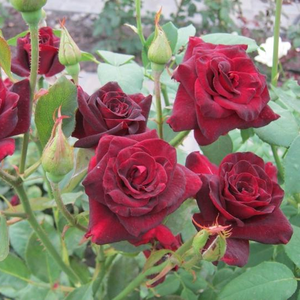 Ruža čajevke - Ruža - Black Baccara® - 